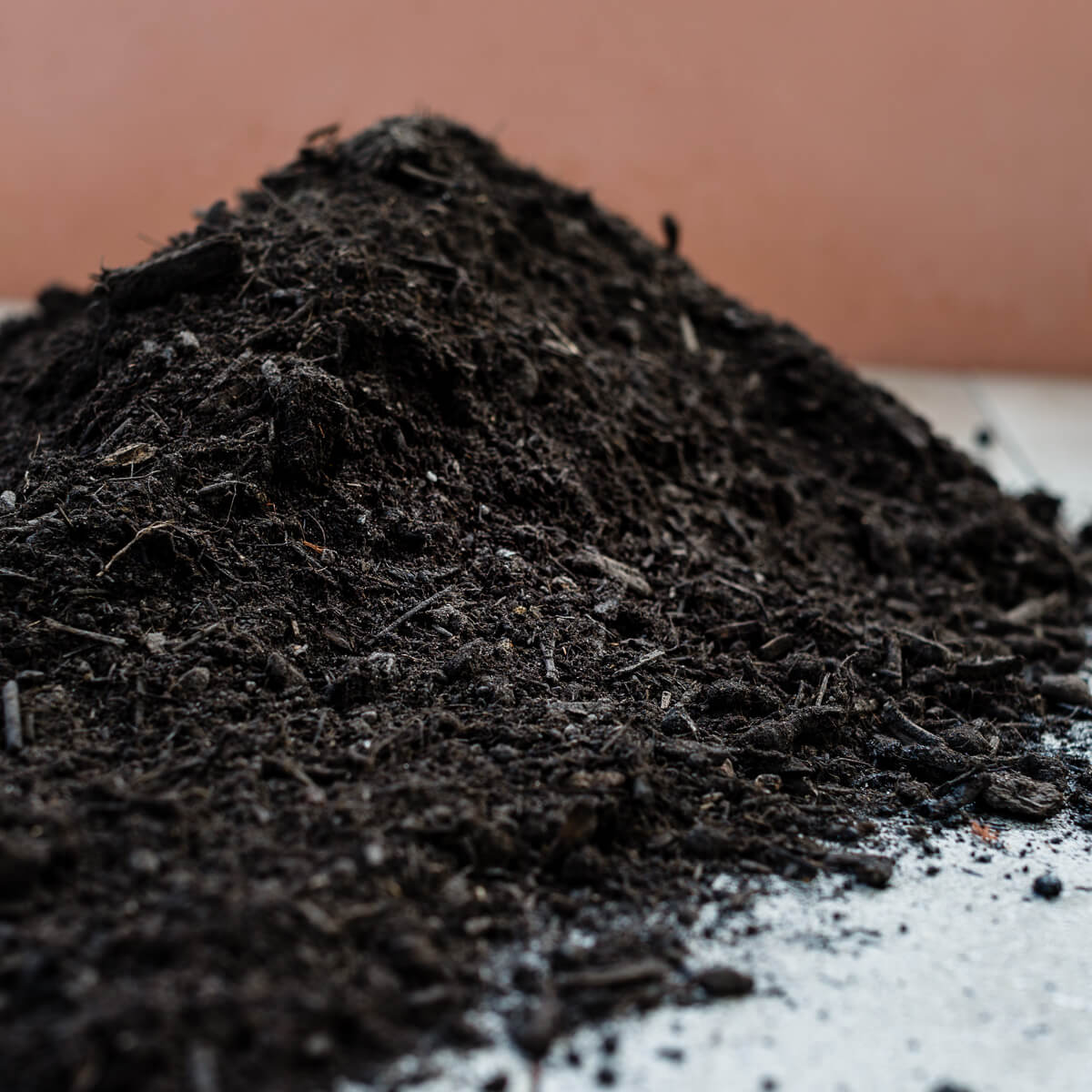 Compost champignon de Paris Maroc