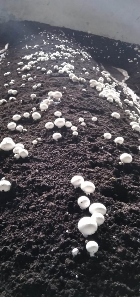 champignon de paris Maroc الفطر الأبيض المغرب