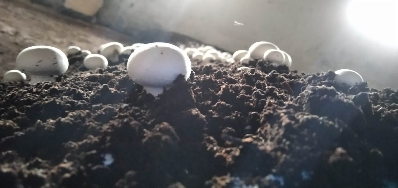 champignon de paris Maroc الفطر الأبيض المغرب