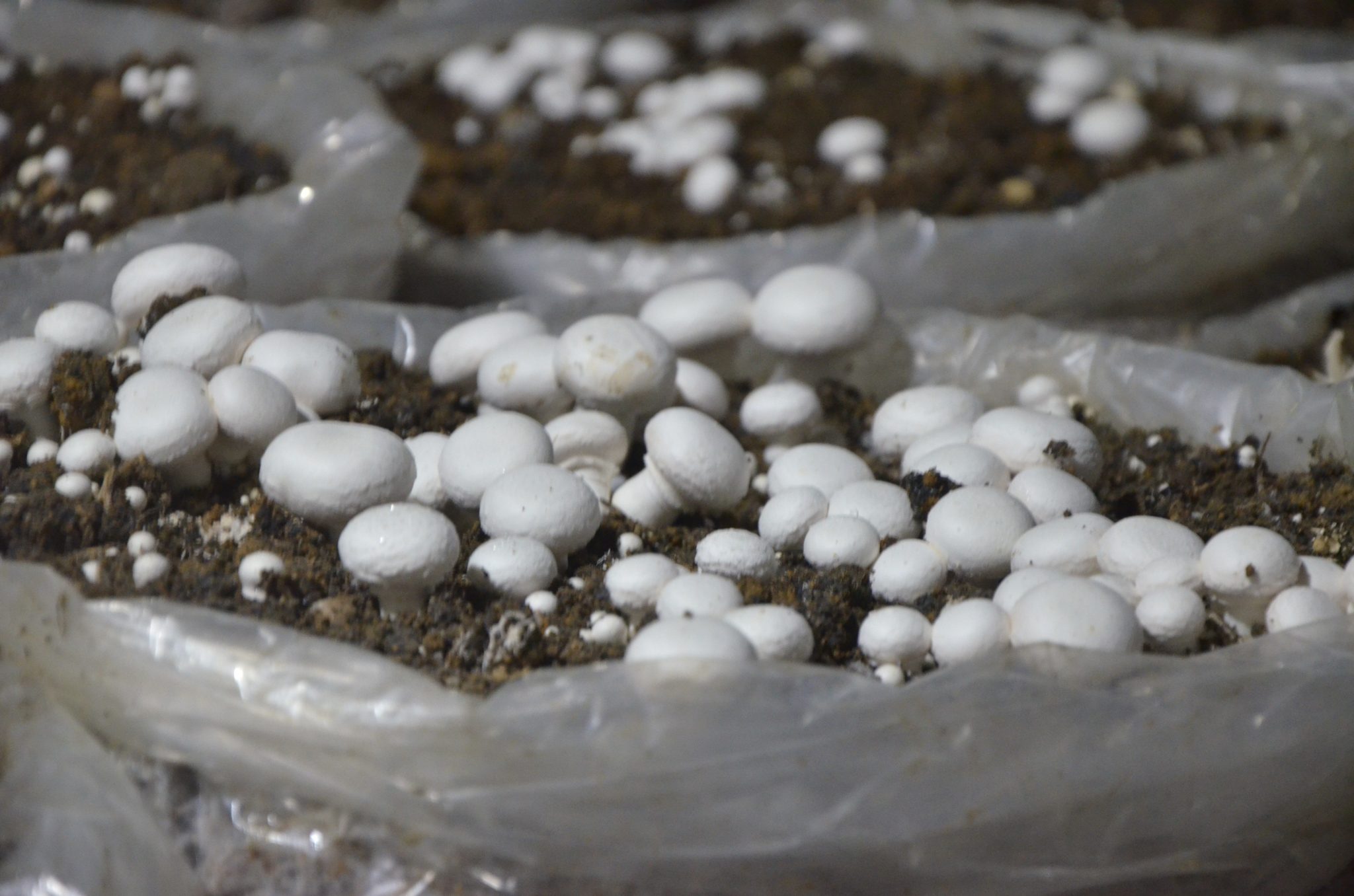 Compost pour culture de champignon de paris Maroc 2023 2024