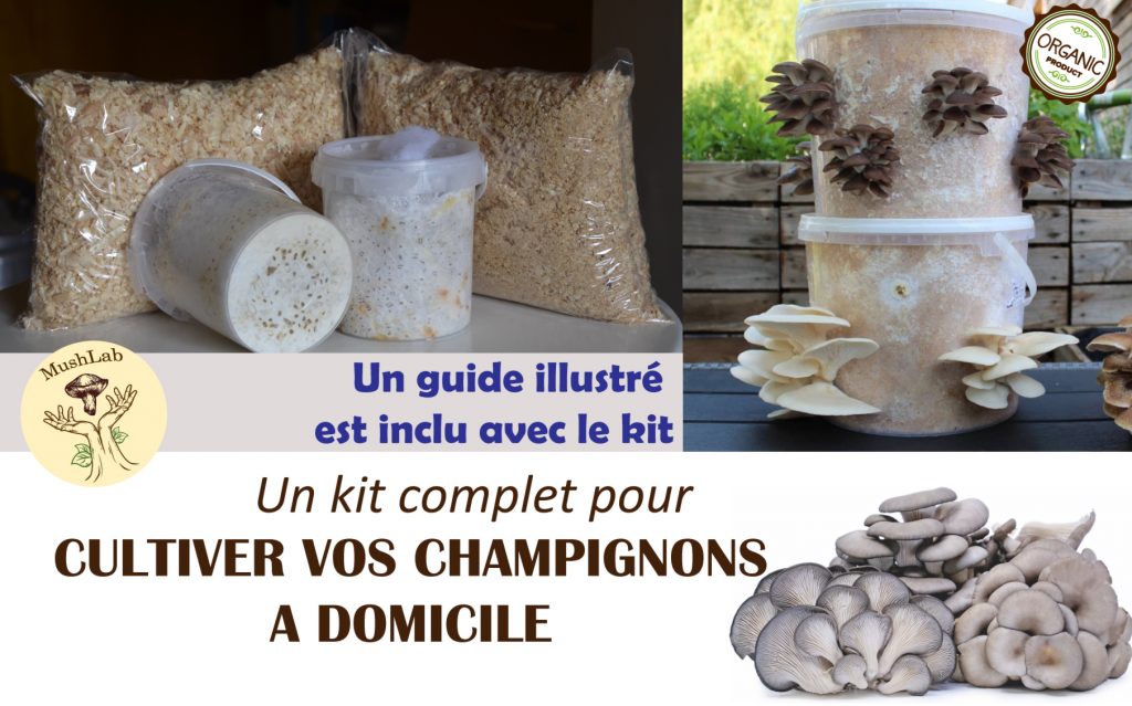 Kit de champignon kit de culture à domicile Mushlab champignon Maroc 2024 الفطر المحاري المغرب