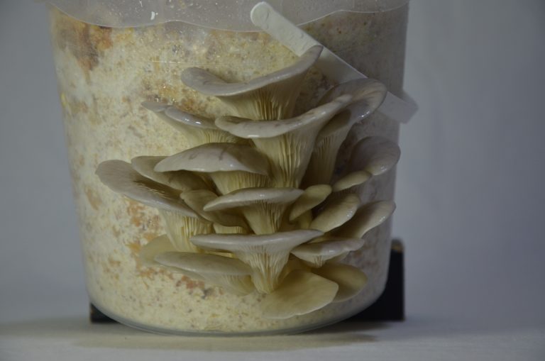 Kit de champignons Pleurote Maroc 2024 الفطر المحاري المغرب