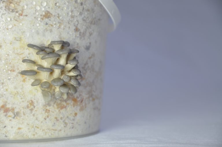 Kit de champignons Pleurote Maroc 2024 الفطر المحاري المغرب