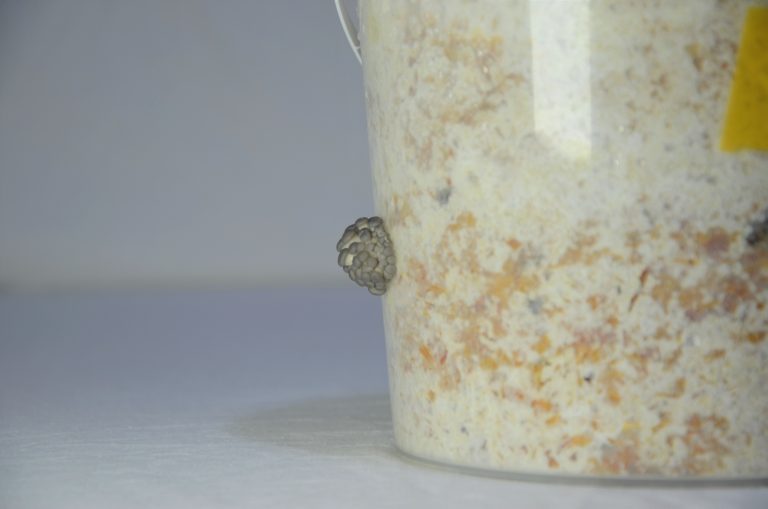Kit de champignons Pleurote Maroc