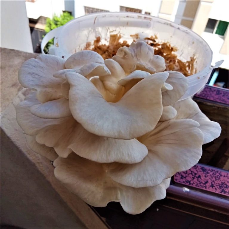pleurotes kit de culture de champignons Maroc 2024 الفطر المحاري المغرب