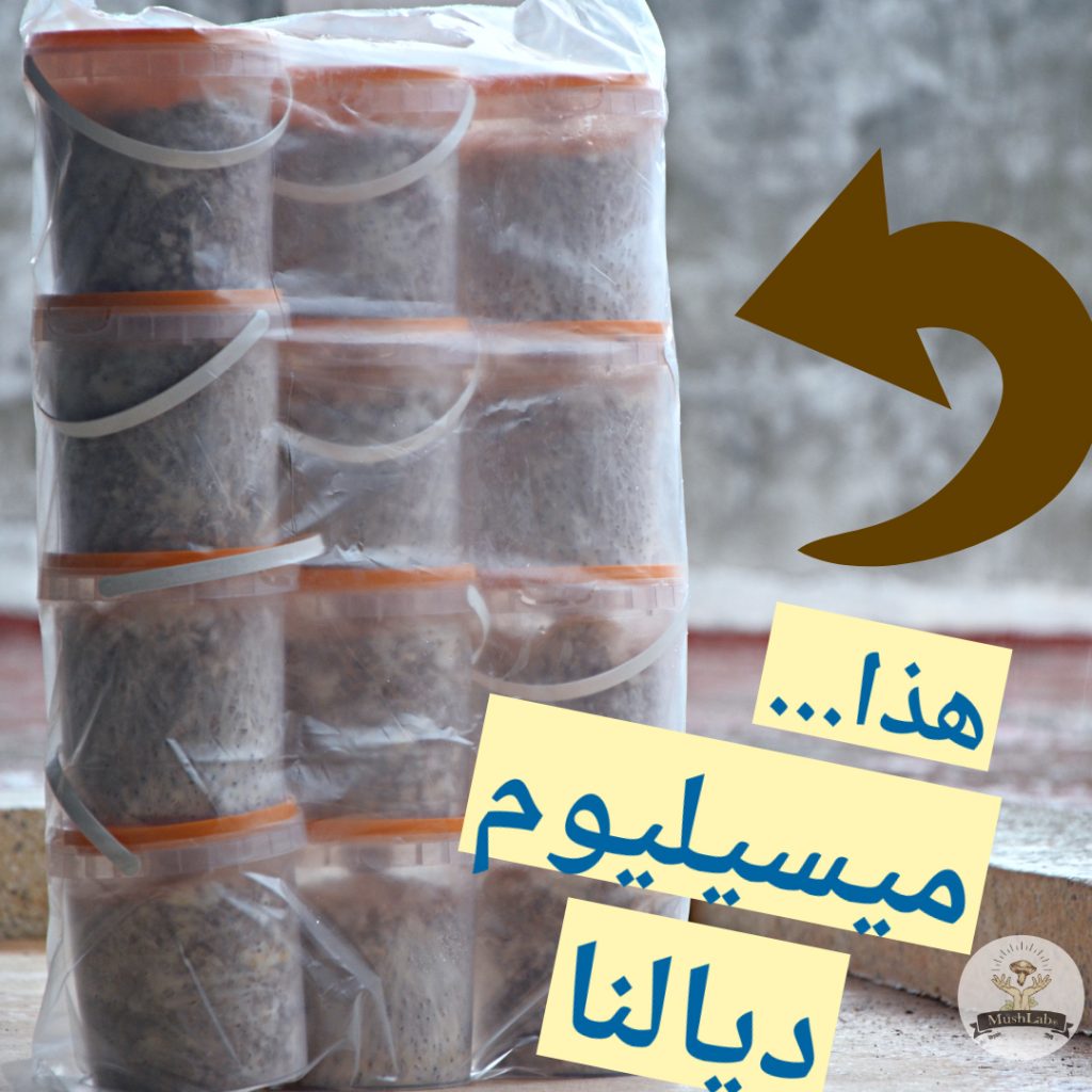 Mycelium-champignons-de-paris-Pleurotes-Shiitaké-Mushlab بذور الفطر الأبيض المحاري الشيتاكي ماشلاب الميسيليوم