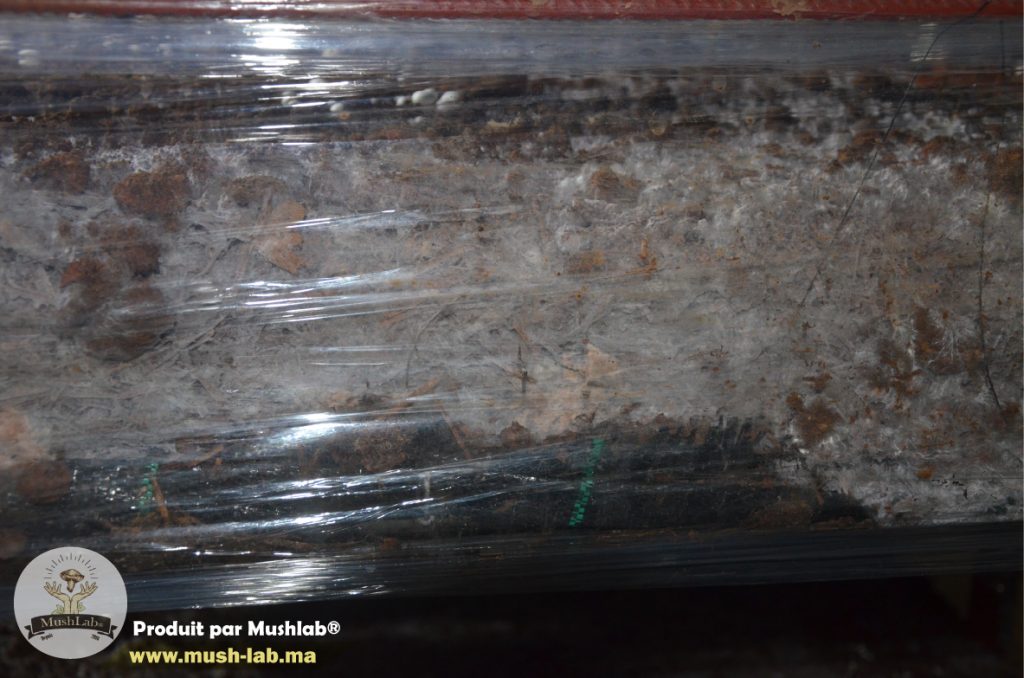 Compost pour culture de champignon de paris Maroc Mycelium Mushlab الفطر الأبيض بذور الفطر