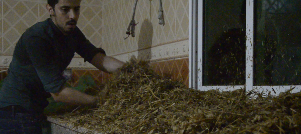 Anass Ait safar mélange de substrat avec Mycelium Mushlab 2024 Pleurotes Champignons maroc 2024